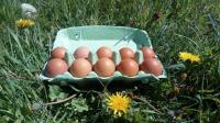 Oeuf frais fermier par 10