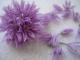 Fleur de ciboulette - image 2