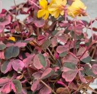 Feuilles d'oxalis