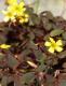 Feuilles d'oxalis - image 5