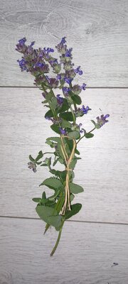 Sauge verticillée