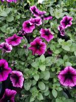 Surfinia violet veiné