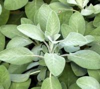Sauge officinale