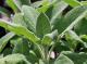 Sauge officinale - image 2