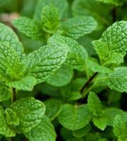 Menthe verte