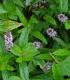 Menthe verte - image 2
