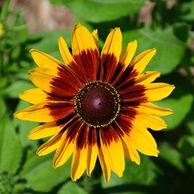 Rudbeckia denver daisy