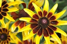 Rudbeckia solar eclipse