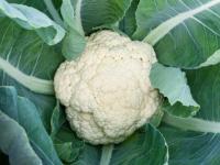 Chou fleur odysseus