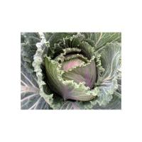 Chou de milan port-neuf