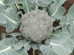 Chou brocoli calinaro