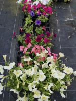 Pétunia massif différentes couleurs