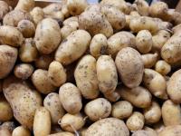 Pomme de terre grenaille lutine