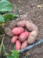 Pommes de terre bio à chair tendre