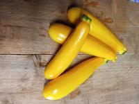 Courgette jaune primeur 'goldy'