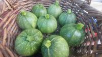 Courgette verte ronde