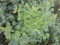 Bouquet de mélisse citronnée