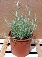 Hélichryse italienne - herbe à curry 1l