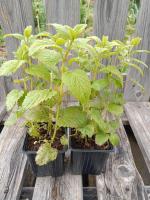 Mélisse officinale citronnelle 0.5l