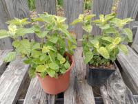 Mélisse officinale mandarine 1l