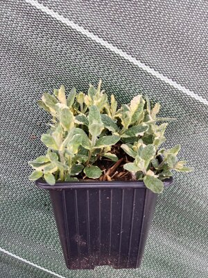 Menthe ananas 0.5l