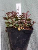 Menthe chocolat 0.5l