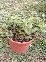 Origan marjolaine vivace 1l