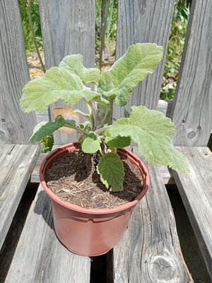 Sauge sclarée 1l