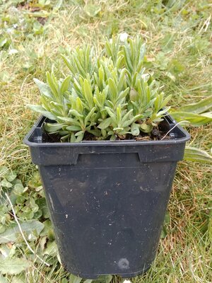 Lavande vraie 0.5l