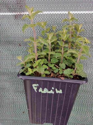 Menthe fraise 0.5l
