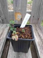 Menthe réglisse 0.5l