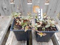 Menthe poivrée 0.5l