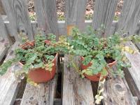 Petite pimprenelle 1l