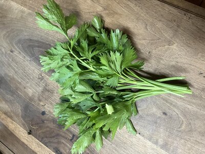 Bouquet de céléri