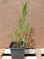 Estragon de russie 0.5l