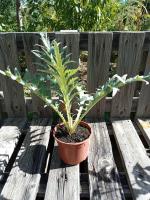 Artichaut imperial star 1 l