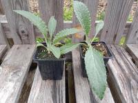 Artichaut imperial star 0.5 l