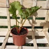 Rhubarbe victoria 1l