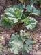 Rhubarbe victoria 1l - image 2