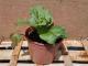 Rhubarbe victoria 1l - image 3