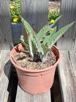 Consoude bocking 14 1l