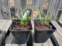 Ciboule de chine 0.5l