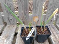 Ciboule commune rouge 0.5l