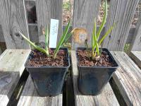 Ciboule blanche 0.5l