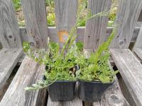 Chataigne de terre 0.5l