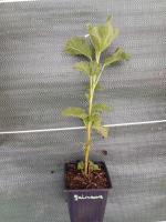 Guimauve officinale 0.5l