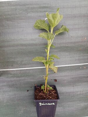 Guimauve officinale 0.5l