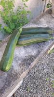 Courgettes vertes gros calibre