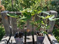 Figuier longue d'août 1.5l