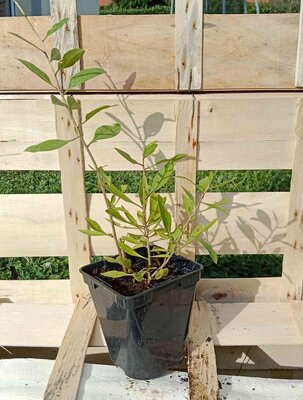 Goji 0.5l